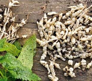 L'Ami des Jardins 1180 COMMENCER LA RÉCOLTE DES CROSNES