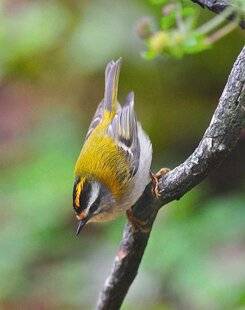 L'Ami des Jardins 1180 LE ROITELET TRIPLE BANDEAU