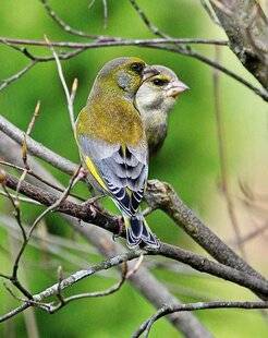 L'Ami des Jardins 1180 LE VERDIER D'EUROPE