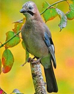 L'Ami des Jardins 1180 LE GEAI DES CHÊNES