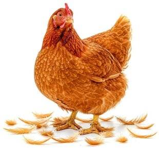 L'Ami des Jardins 1180 MES POULES PERDENT LEURS PLUMES !