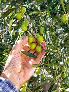 L'Ami des Jardins 1180 L'OLIVE, un pilier de la cuisine méridionale