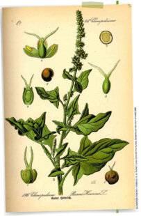 L'Ami des Jardins 1180 LE BON-HENRI