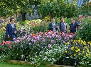 L'Ami des Jardins 1181 Le dahlia à l'honneur