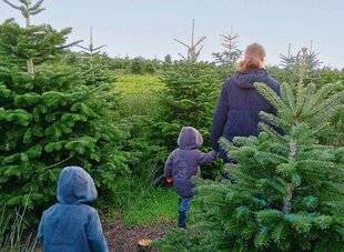 L'Ami des Jardins 1181 Vive le sapin de Noël français !