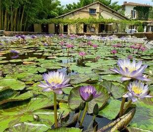 L'Ami des Jardins 1181 En partenariat avec l'Ami