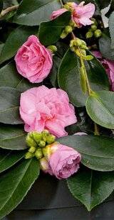 L'Ami des Jardins 1181 Vu à Saint-Jean de Beauregard