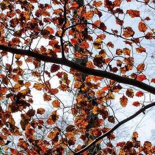 L'Ami des Jardins 1181 Ils changent avec le froid