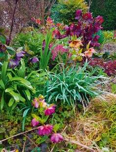 L'Ami des Jardins 1181 LES PLUS BELLES FLORAISONS HIVERNALES