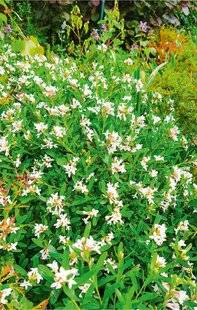 L'Ami des Jardins 1181 En pots…