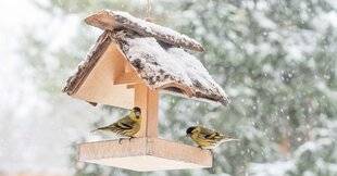 L'Ami des Jardins 1181 Jardiner en décembre…