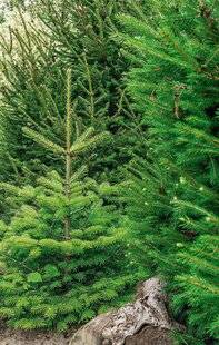 L'Ami des Jardins 1181 Acheter son sapin de Noël