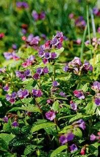 L'Ami des Jardins 1181 Des pulmonaires pour l'hiver