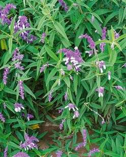 L'Ami des Jardins 1181 Une sauge du Mexique en fleur