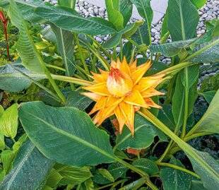 L'Ami des Jardins 1181 Un joli cousin du bananier