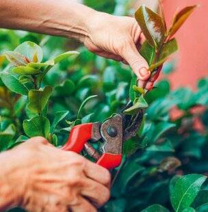 L'Ami des Jardins 1181 Tailler le Camellia sasanqua