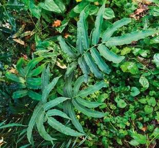 L'Ami des Jardins 1181 LE VERT, C'EST BIEN AUSSI…