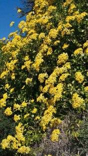 L'Ami des Jardins 1181 LE LIERRE DU CAP, UNE INVASIVE FACILE À CONTRÔLER