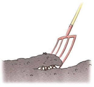 L'Ami des Jardins 1181 BOUTURER LE CŒUR-DE-MARIE