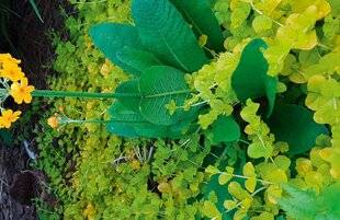 L'Ami des Jardins 1181 UN COUVRE-SOL DORÉ