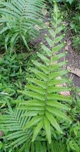 L'Ami des Jardins 1181 Fronde