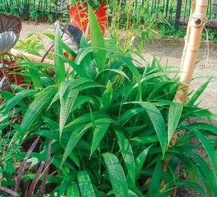 L'Ami des Jardins 1181 UNE GRAMINÉE À DÉCOUVRIR