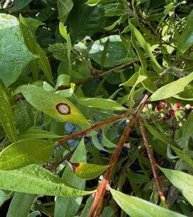 L'Ami des Jardins 1181 DES TACHES SUR LES FEUILLES DU RINCE-BOUTEILLE
