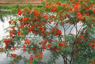 L'Ami des Jardins 1181 EN QUÊTE DE SEMIS SPONTANÉS…