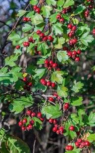 L'Ami des Jardins 1181 237