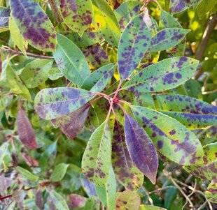 L'Ami des Jardins 1181 DES TACHES NOIRES SUR LES PHOTINIAS