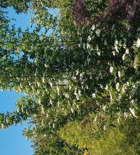 L'Ami des Jardins 1181 UNE AUBÉPINE ASSEZ RARE