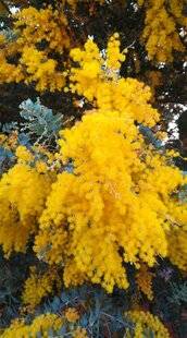 L'Ami des Jardins 1181 VOICI LE MIMOSA LE PLUS PRÉCOCE