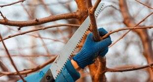 L'Ami des Jardins 1181 NE PAS COUPER LES GROSSES BRANCHES