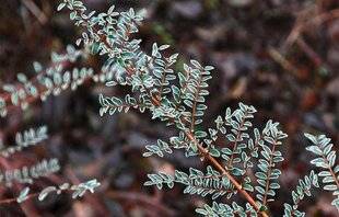 L'Ami des Jardins 1181 LUMIÈRE AU CŒUR DE L'HIVER