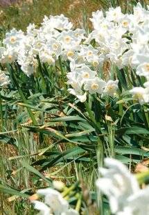 L'Ami des Jardins 1181 UN NARCISSE SUPERPRÉCOCE