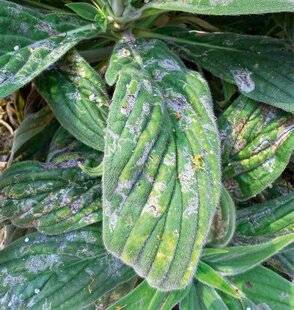 L'Ami des Jardins 1181 LA VIPÉRINE DE MADÈRE SE COUVRE DE BLANC POUDRÉ