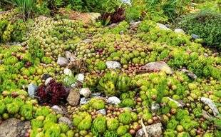 L'Ami des Jardins 1181 Crassulacées