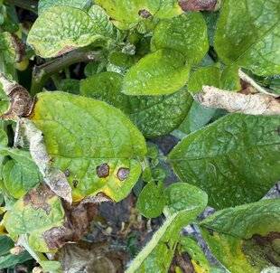 L'Ami des Jardins 1181 DES TACHES BRUNES SUR LES POMMES DE TERRE