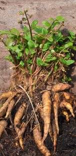 L'Ami des Jardins 1181 REDÉCOUVRIR LE CHERVIS, UN LÉGUME ANCIEN