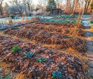 L'Ami des Jardins 1181 LES FEUILLES DE NOYER DONNENT QUAND MÊME UN BON PAILLAGE