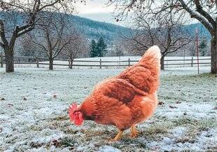 L'Ami des Jardins 1181 LÂCHER DES POULES DANS LE JARDIN FRUITIER