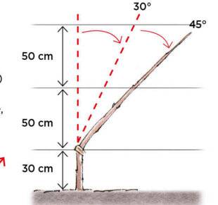 L'Ami des Jardins 1181 FORMER DES CORDONS OBLIQUES