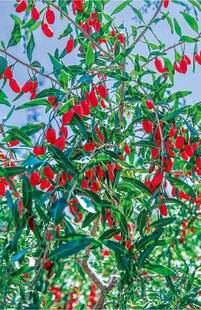 L'Ami des Jardins 1181 DES BAIES VITAMINÉES