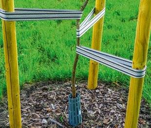 L'Ami des Jardins 1181 SURVEILLER LES LIENS DES ARBRES