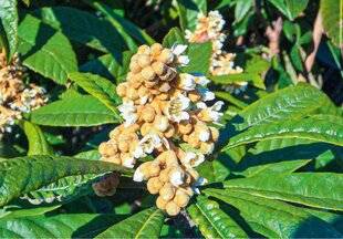 L'Ami des Jardins 1181 DES FLEURS TRÈS UTILES EN HIVER