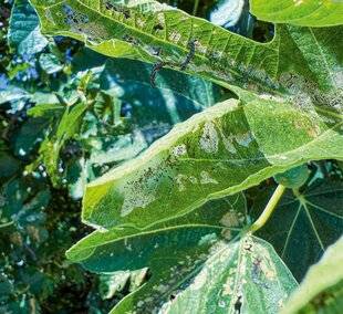 L'Ami des Jardins 1181 COMMENT COMBATTRE LA TEIGNE DU FIGUIER