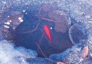 L'Ami des Jardins 1181 PRÉPARER VOS PIÈCES D'EAU POUR L'HIVER