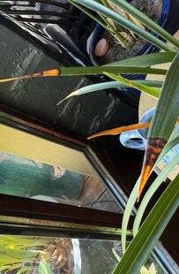 L'Ami des Jardins 1181 LE DESSÈCHEMENT DES POINTES DE FEUILLES DU CYMBIDIUM