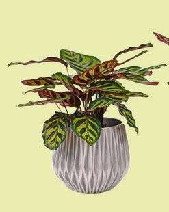 L'Ami des Jardins 1181 Nyctinastie