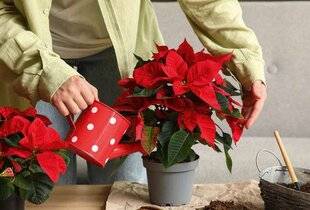 L'Ami des Jardins 1181 BICHONNER LE POINSETTIA